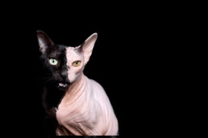 photo manipulation of two different cats mixed together. a black domestic cat and a hairless sphynx cat isolated on black background photo manipulation of two different cats mixed together. a black domestic cat and a hairless sphynx cat isolated on black background